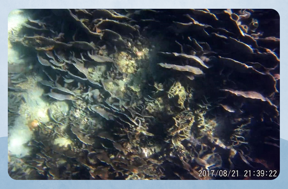 這張圖片中的珊瑚種類繁多，另外還有其他各種生物。